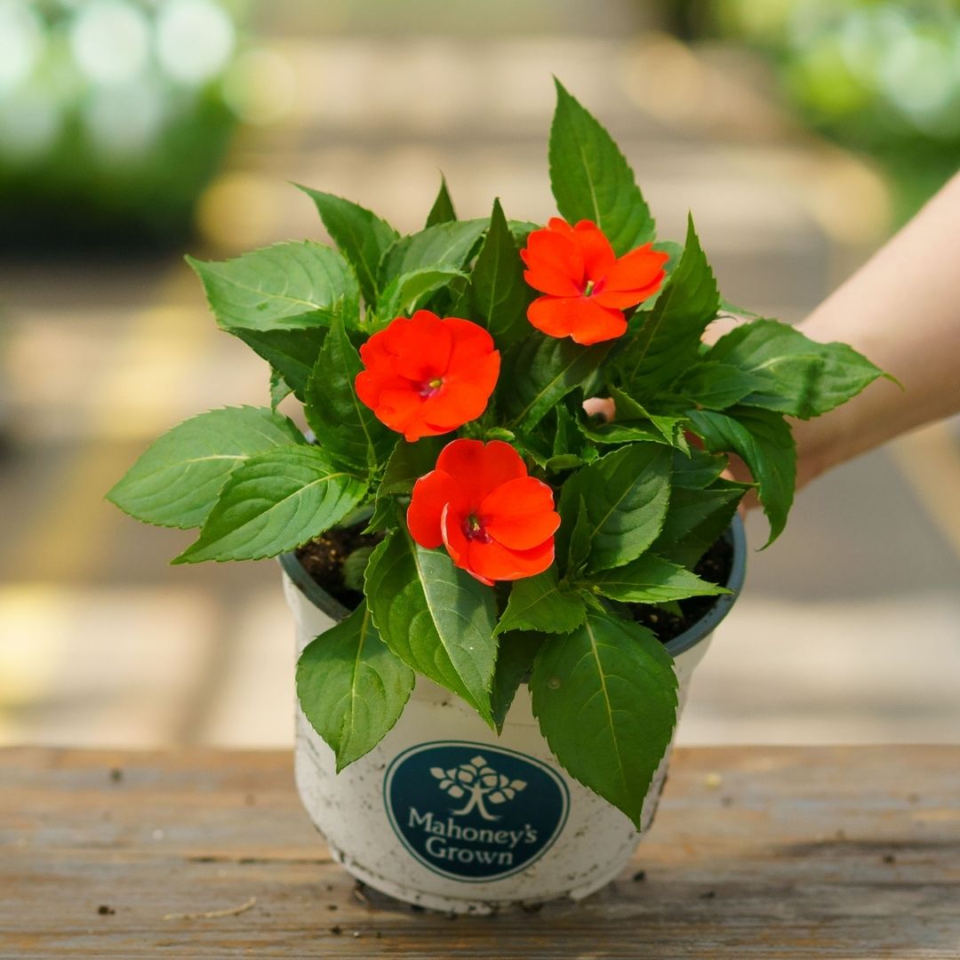 Sunpatiens – Compact Electric Orange – 6.5″ Pot